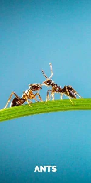 Pest Control Exterminator Services In Seattle Since 1981