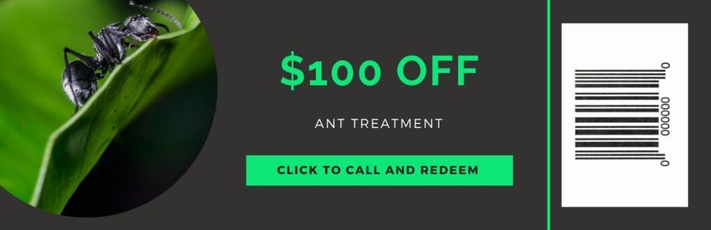 ant treatment coupon