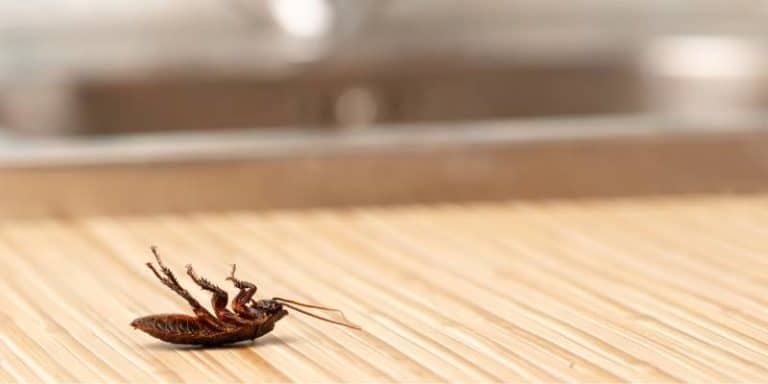cockroach control seattle