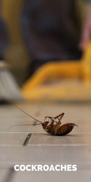 Pest Control Exterminator Services In Seattle Since 1981