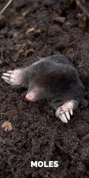 Pest Control Exterminator Services In Seattle Since 1981