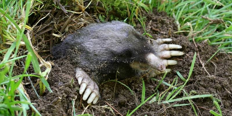 Take Back Your Lawn With Our Mole Control Solution