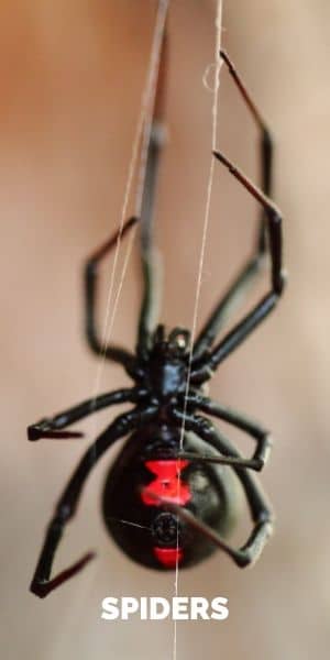 Pest Control Exterminator Services In Seattle Since 1981