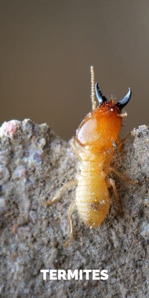 Pest Control Exterminator Services In Seattle Since 1981