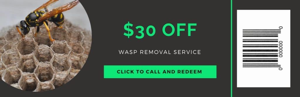 wasp removal coupon